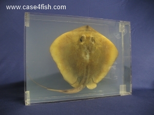 Foto Galerie/Myliobatiformes/Dasyatis pastinaca/Dasyatis pastinaca_01_S.jpg